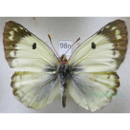 Colias hyale (Linnaeus, 1758) Szlaczkoń siarecznik Poland98n